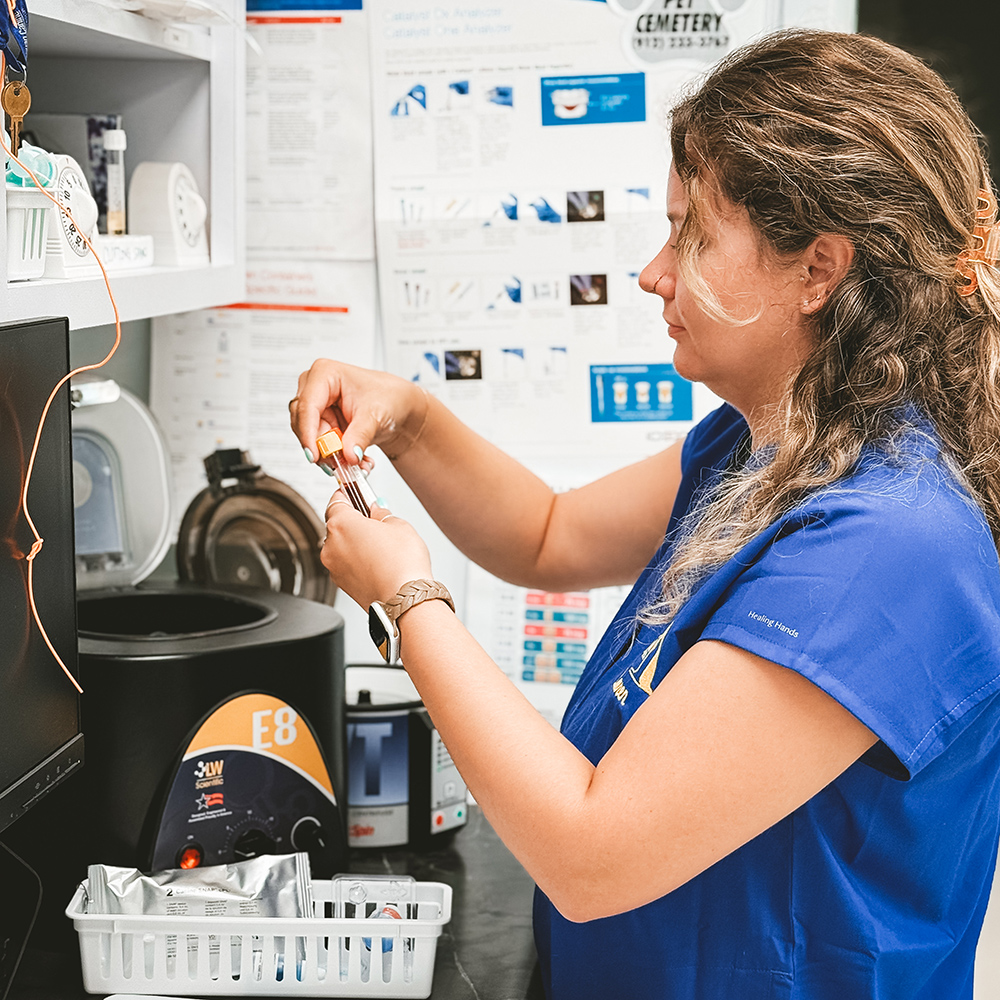 pet vaccination icon