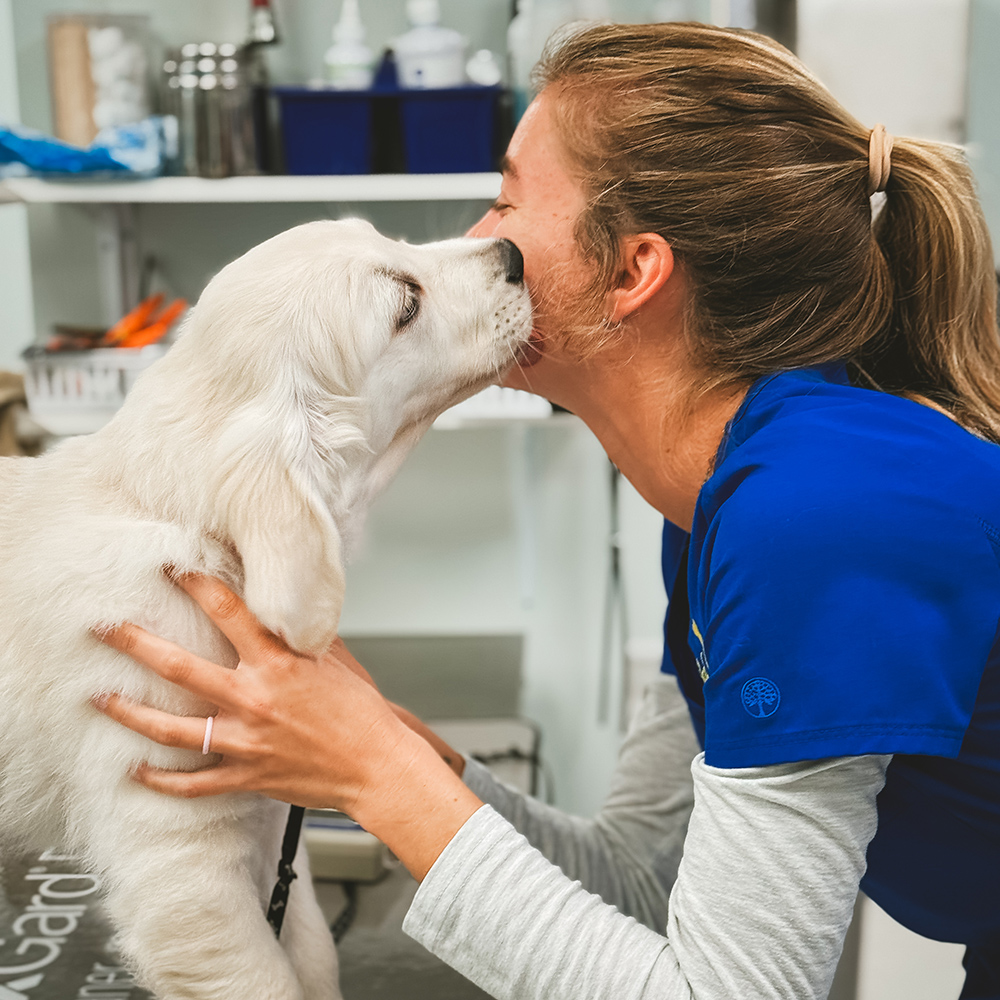 Veterinarians in operating room