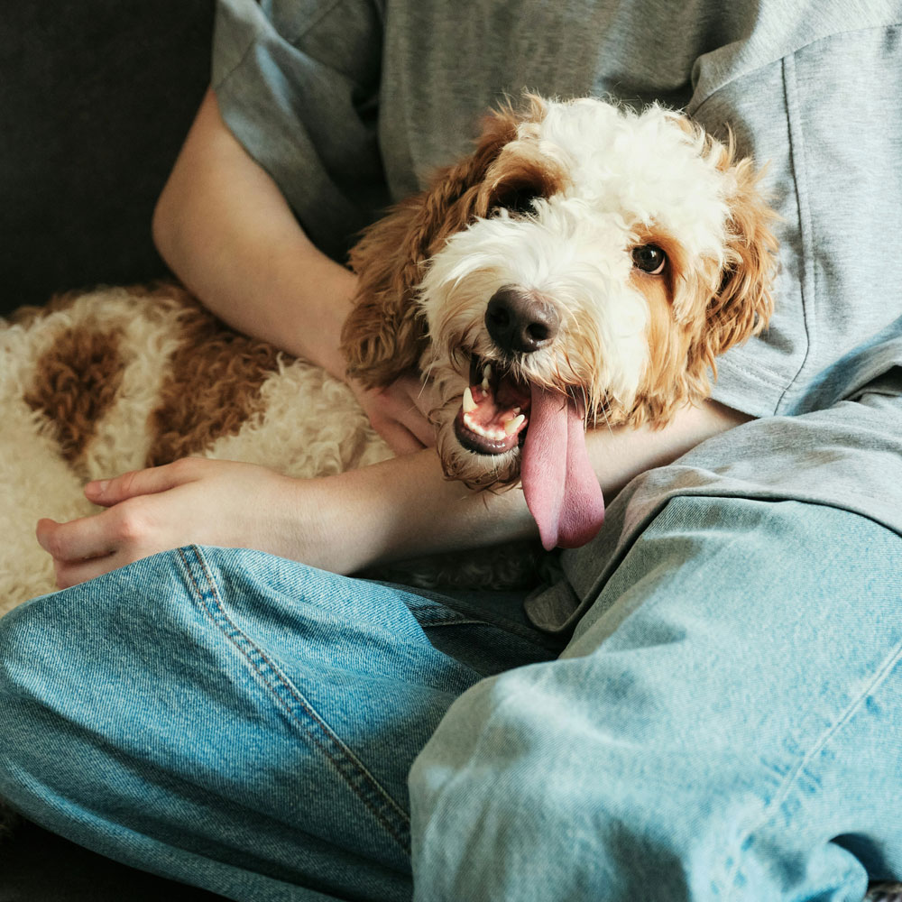 Dog lying on the owners thigh