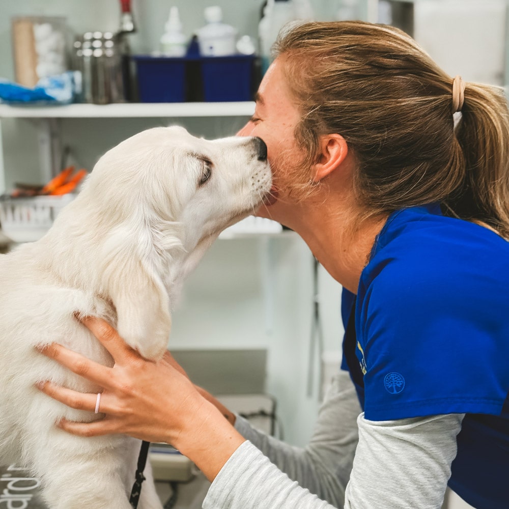 Vet caring the white fluffy dog