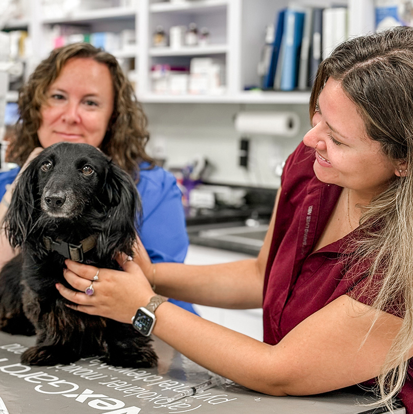 pet vaccination icon